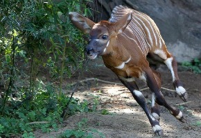 Wild Life at the Zoo: May 30