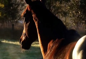 Australian Story: April 22