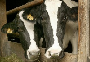 Egyptian abattoir to be exposed on 7:30