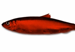 Red herrings and renovation?