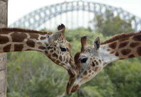 giraffes