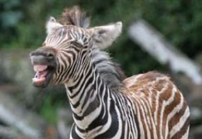 zoo-zebra